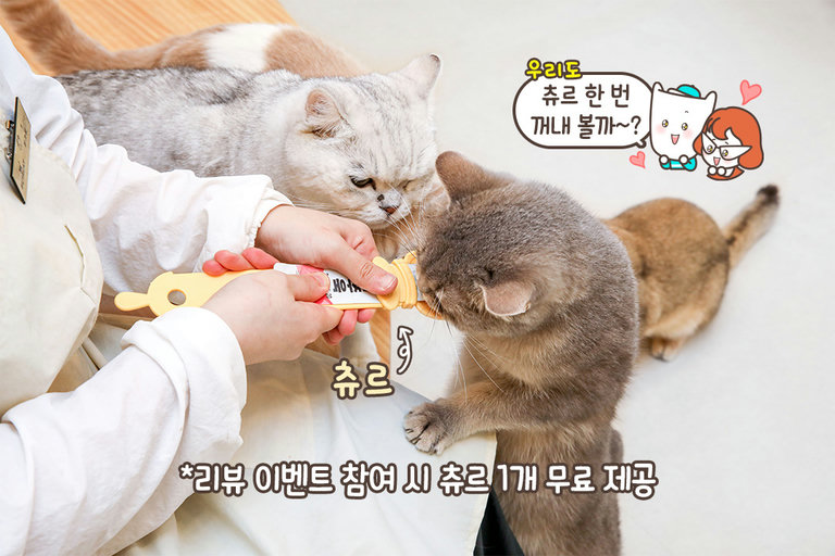 고양이들에게 인기 얻는 꿀팁(?)
