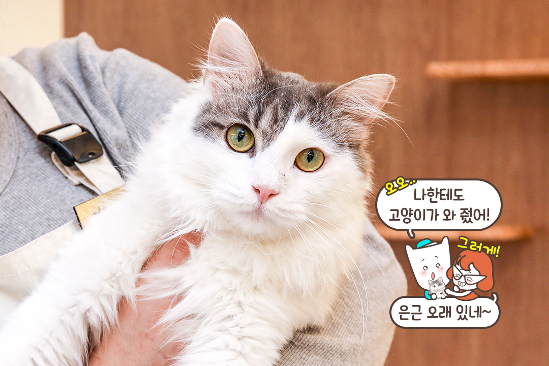 장난감으로 고양이와 친해지기✅