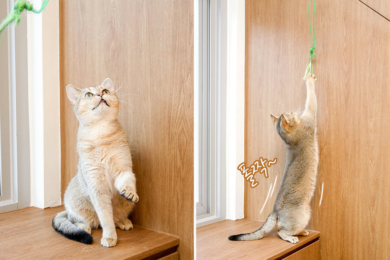 장난감으로 고양이와 친해지기✅