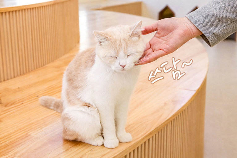 고양이들에게 인기 얻는 꿀팁(?)
