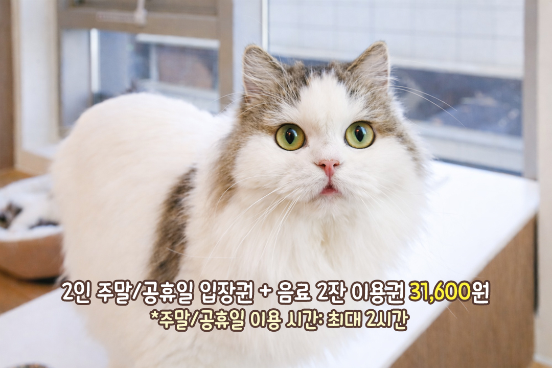 이렇게 사람을 좋아하는 고양이가 있다니🤭