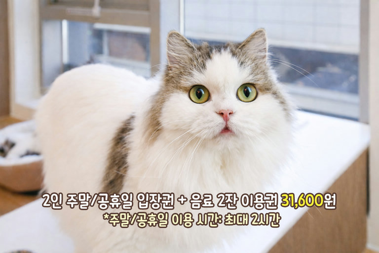 이렇게 사람을 좋아하는 고양이가 있다니🤭
