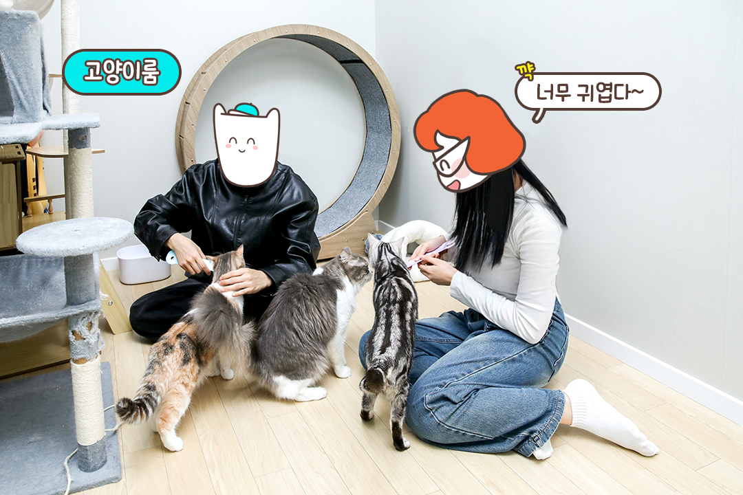 애교냥이들과 함께한 힐링 시간🐱