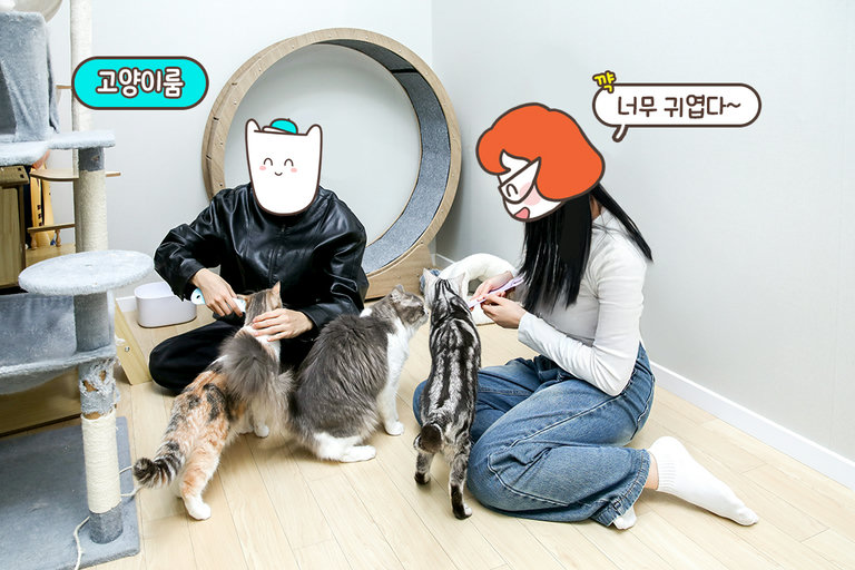 애교냥이들과 함께한 힐링 시간🐱