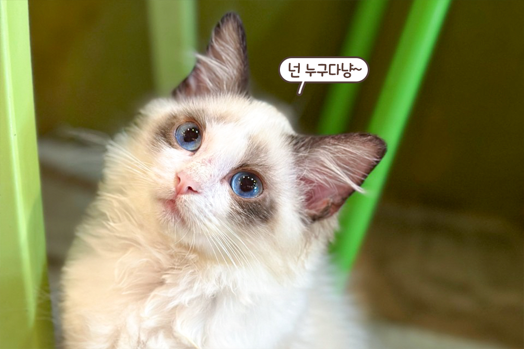 고양이 관심을 독차지할테야😎