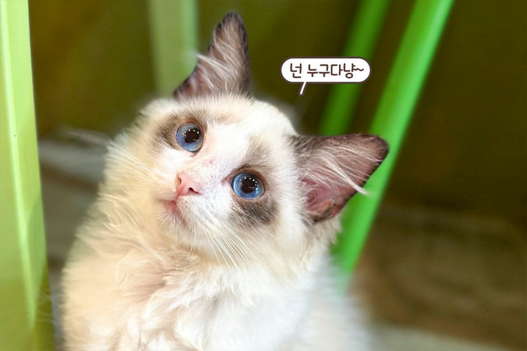 고양이 관심을 독차지할테야😎