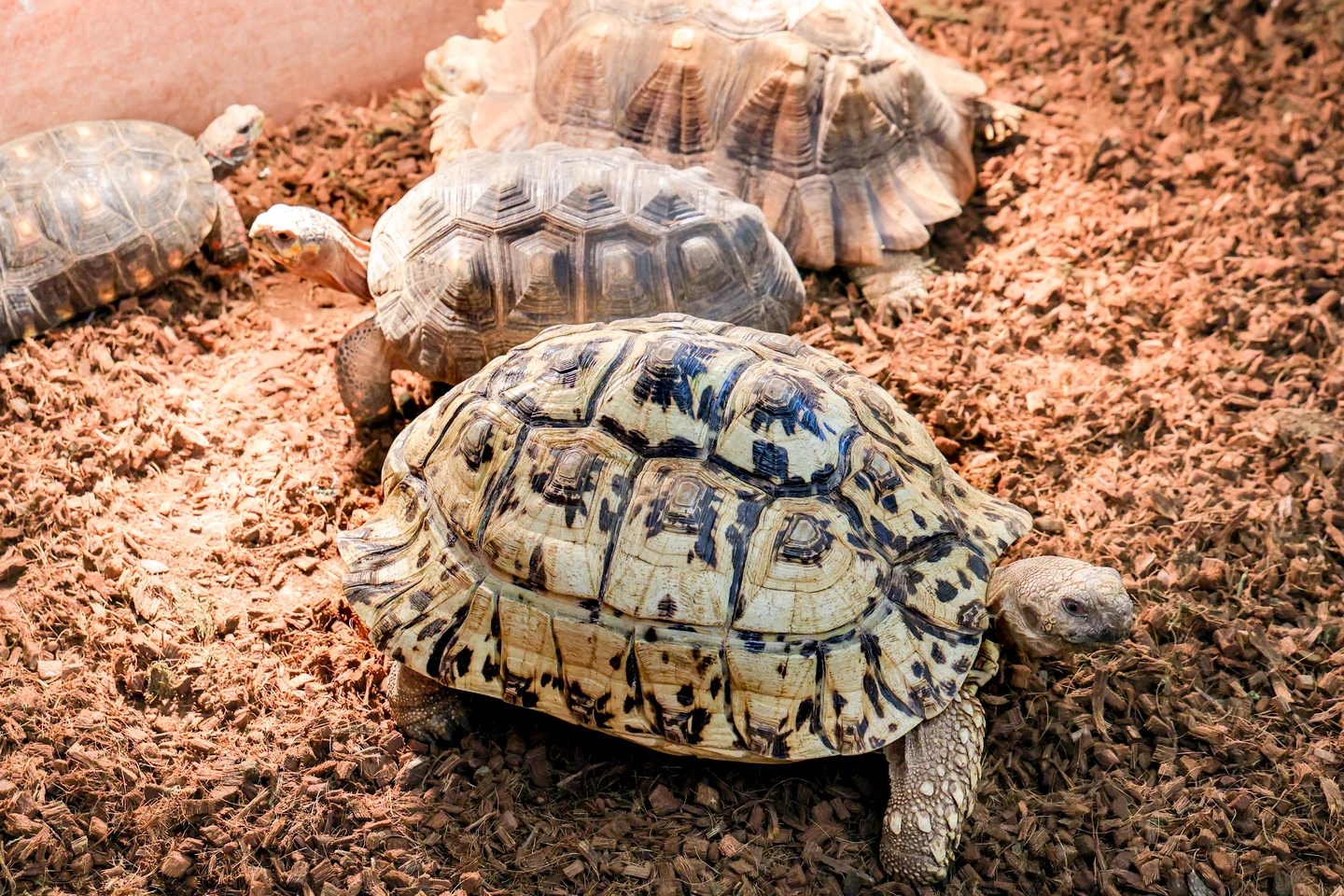 다양한 파충류를 가까이에서 관찰할 수 있는 곳 🦎
