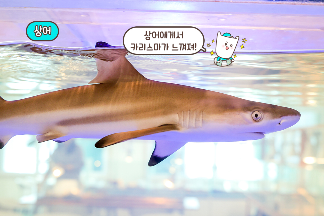 카리스마 있는 상어까지🦈