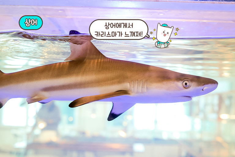 카리스마 있는 상어까지🦈