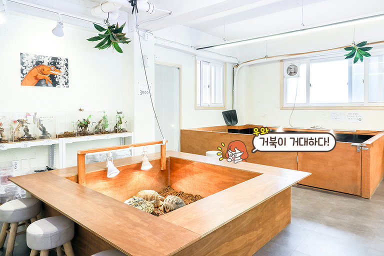 파충류들이 지내는 특별한 공간 🌿 