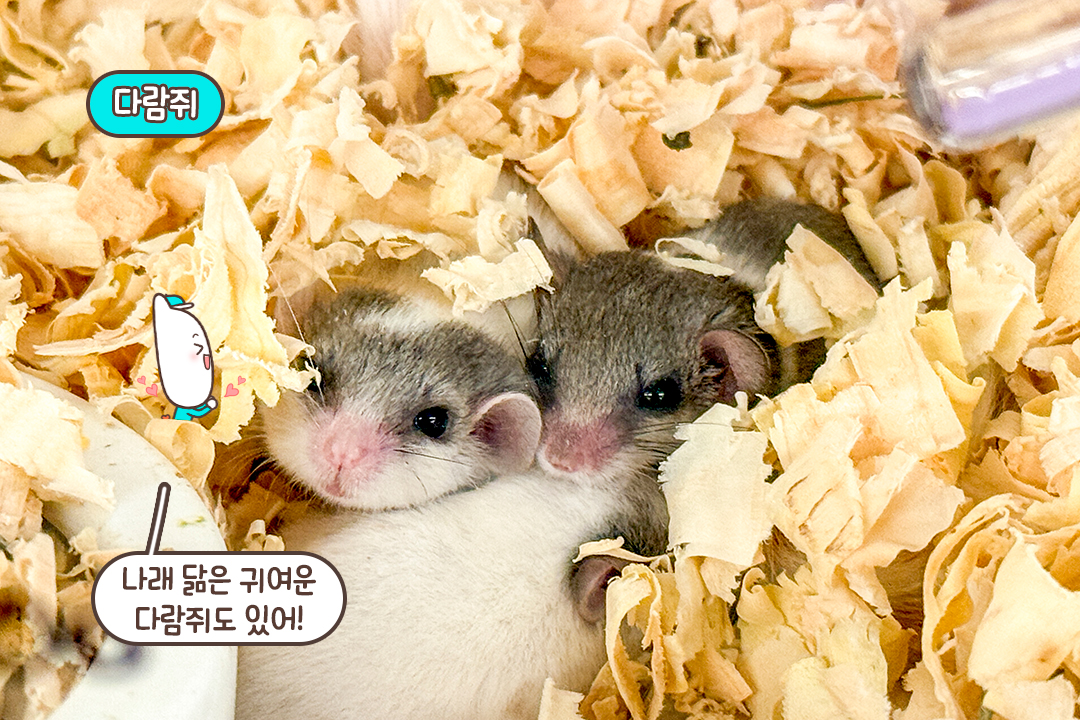 다람쥐부터 그린 이구아나까지, 귀여운 친구 총출동!