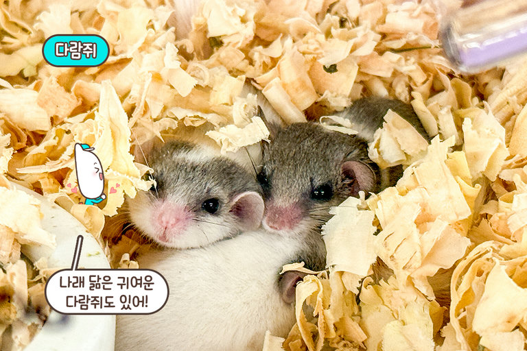 다람쥐부터 그린 이구아나까지, 귀여운 친구 총출동!