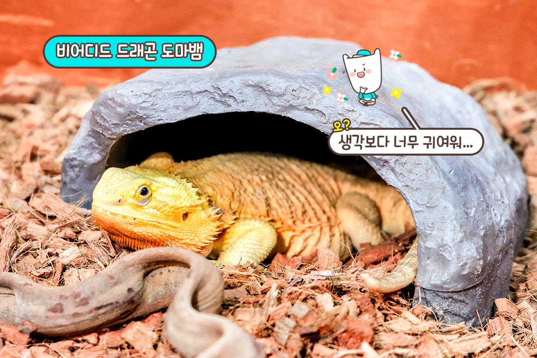 신기한 도마뱀까지 총집합🦎