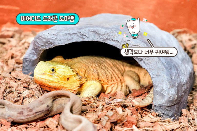 신기한 도마뱀까지 총집합🦎