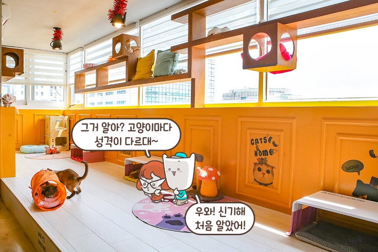 고양이와 교감하기 좋은 공간😻