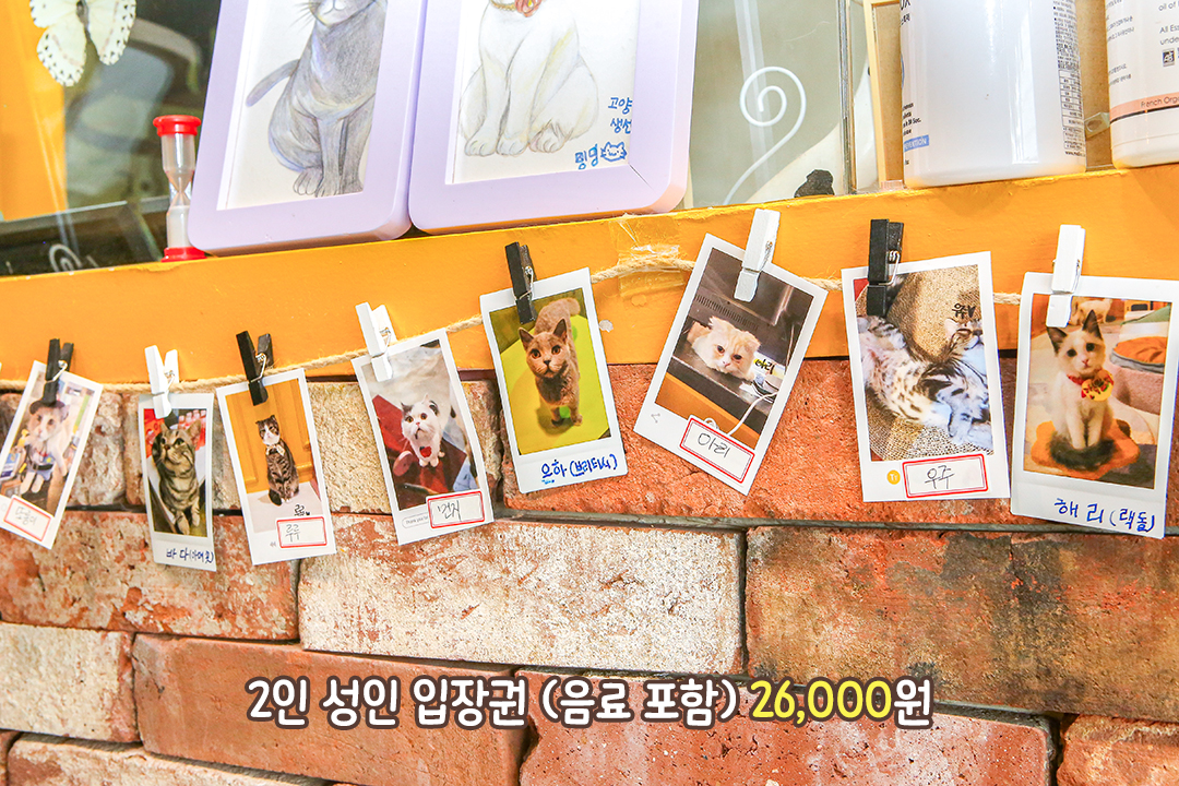 각양각색 귀염둥이 27마리 고양이🐈