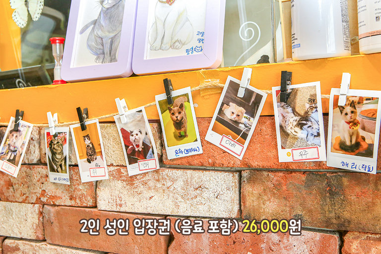각양각색 귀염둥이 27마리 고양이🐈