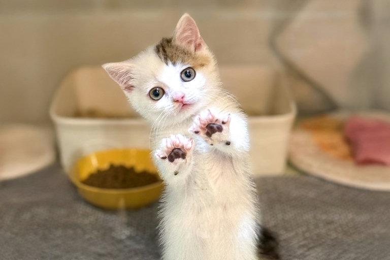 귀여운 냥이들 천국이었던 공간🐾
