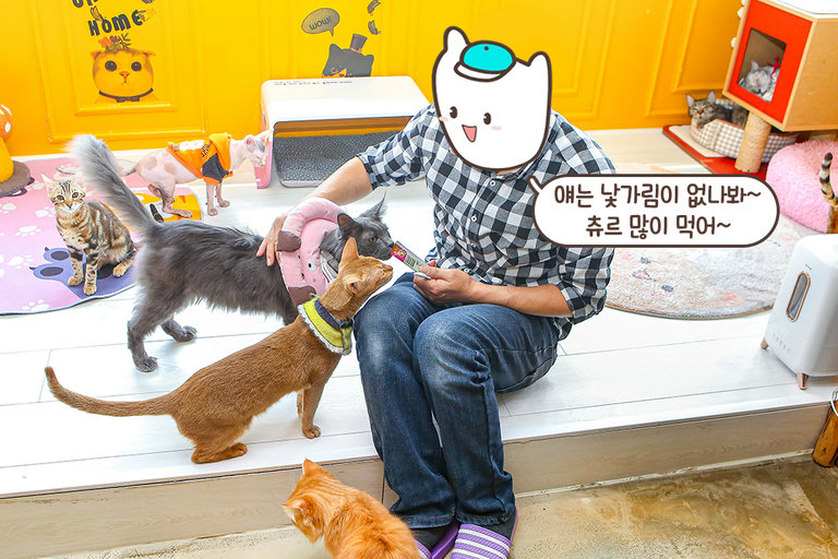 고양이 관심을 독차지할테야😎