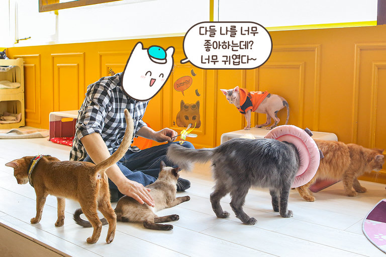 고양이들과 친해지기 막판 스퍼트 =3