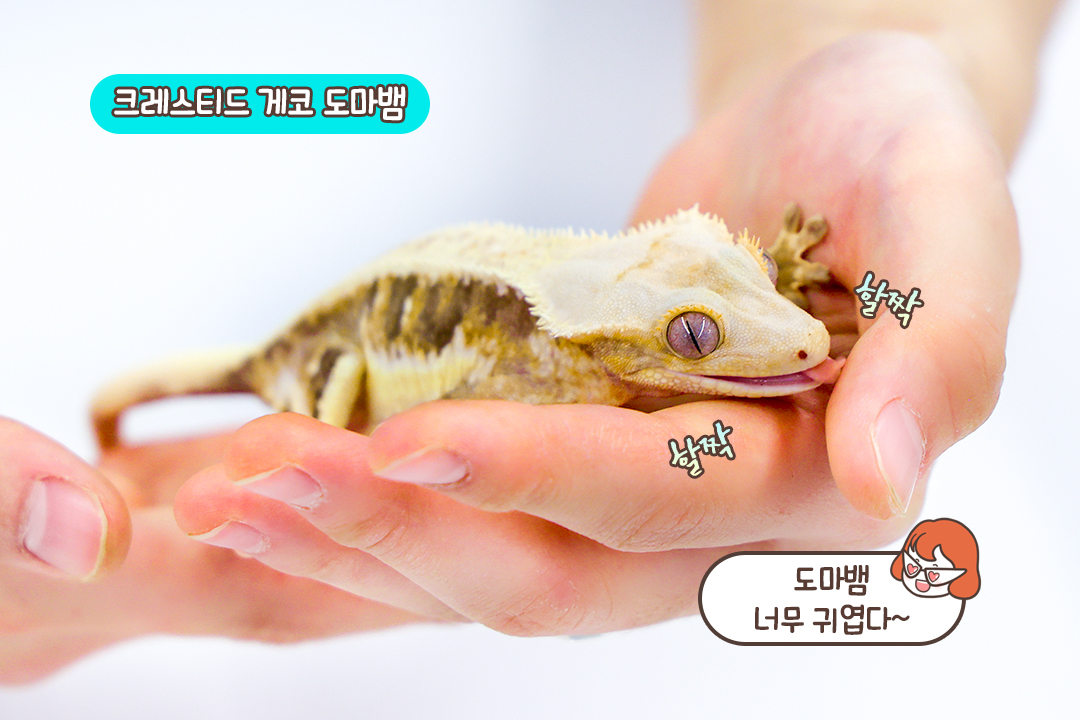 신기한 도마뱀까지 총집합🦎