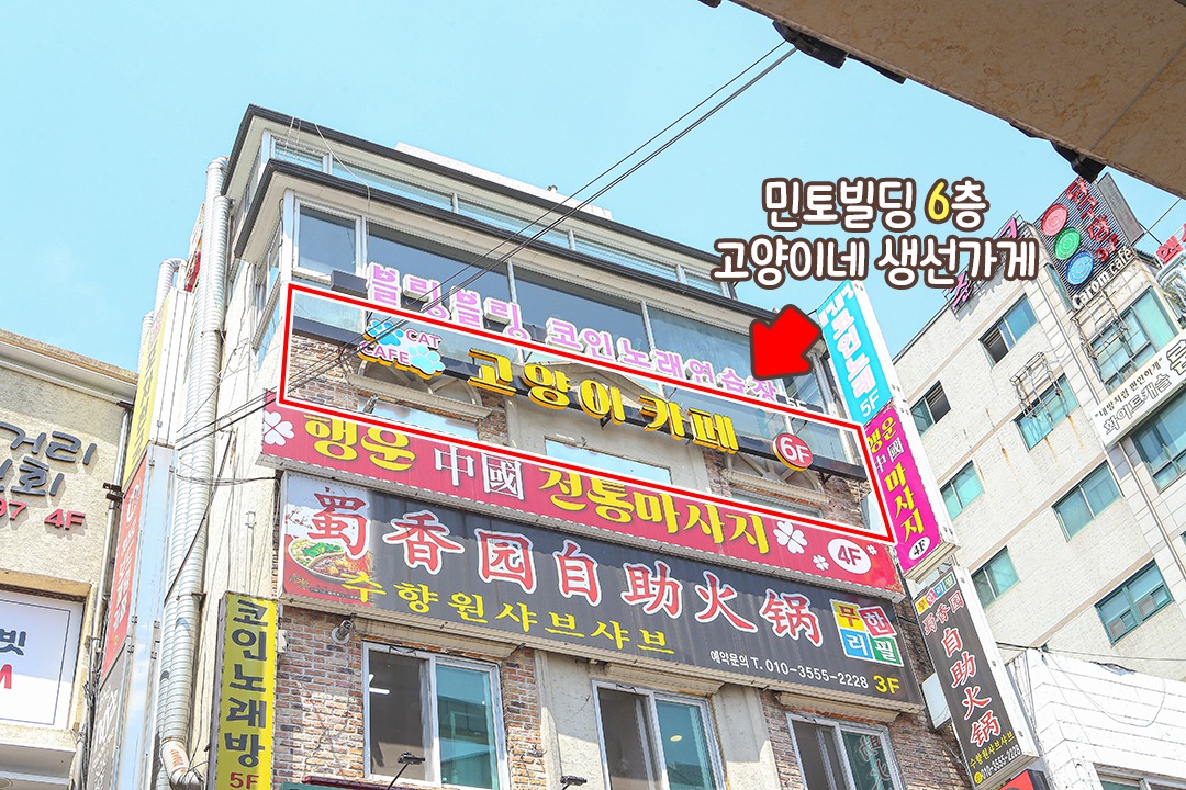 27마리의 고양이와 데이트😺🤎