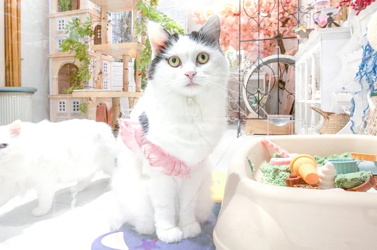 귀여운 냥이들이 반겨주는 이곳😻