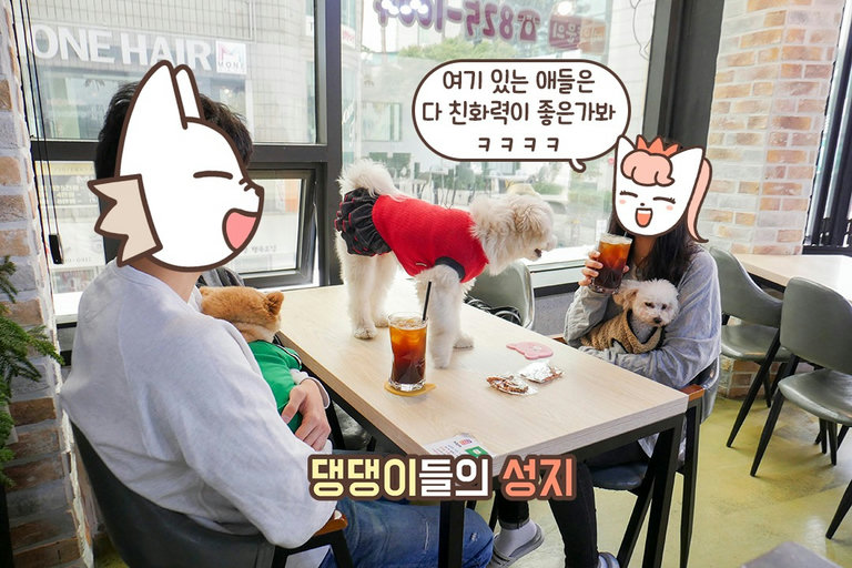 원래 알았던 강아지 아닙니다ㅋㅋㅋ