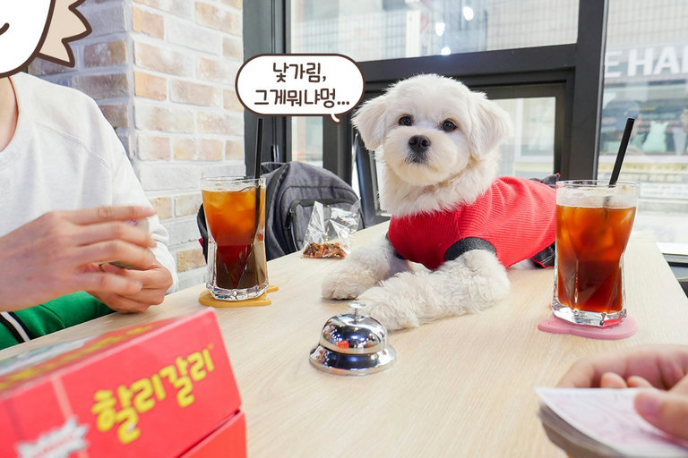 원래 알았던 강아지 아닙니다ㅋㅋㅋ