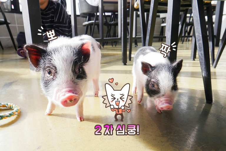 귀여움의 치사량이 초과되었습니다(!)