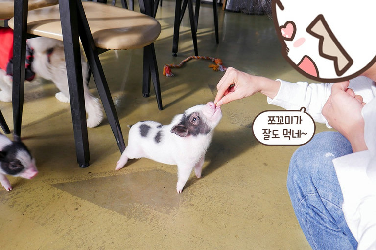 귀여움의 치사량이 초과되었습니다(!)