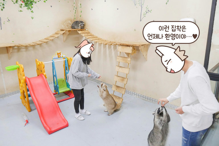 라쿤은 놓치지 않긔!!!