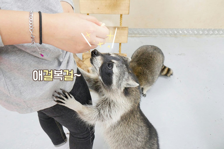 라쿤은 놓치지 않긔!!!