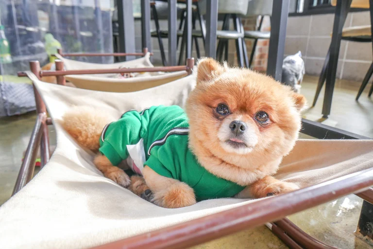 완두콩 색깔 옷을 입고 있는 그 이름 완두♡
