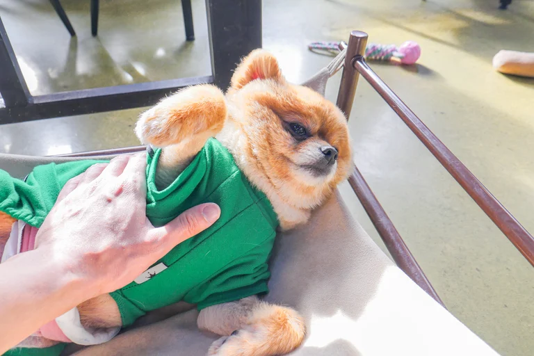 완두콩 색깔 옷을 입고 있는 그 이름 완두♡
